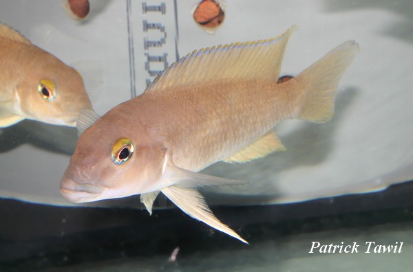 Neolamprologus sp. Nunu