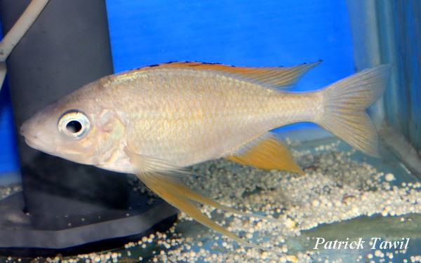 Ophthalmotilapia nasuta Mkinga