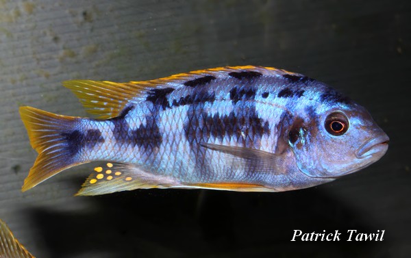 Petrotilapia sp. Chitimba