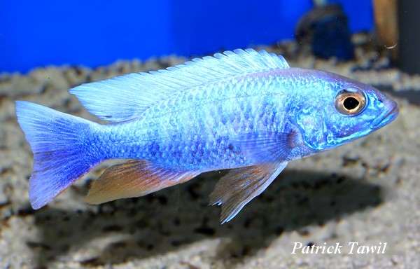Sciaenochromis fryeri iceberg