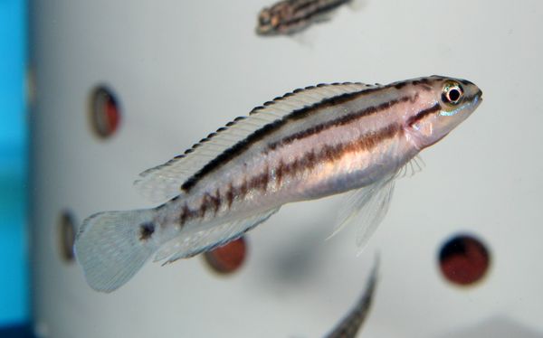 Telmatochromis bifrenatus