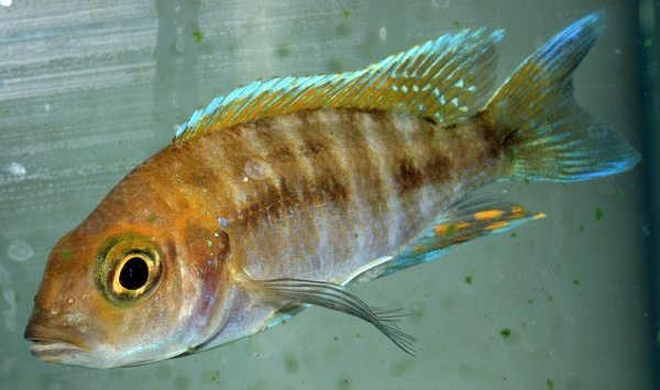 Aulonocara jacobfreibegi Boadzulu