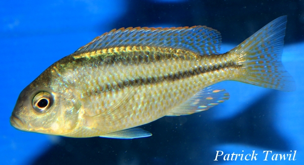 Chilotilapia rhoadesi
