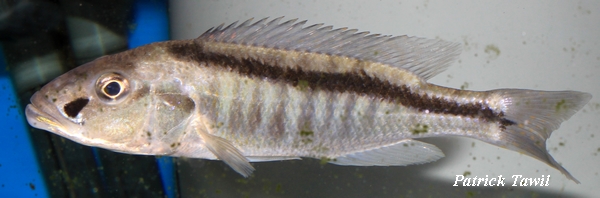 Champsochromis spylorhynchus
