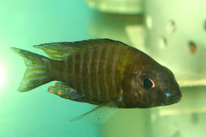 Aulonocara ethelwinnae
