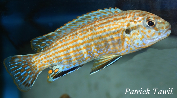 Labidochromis flavigulus