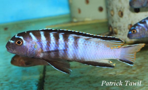 Pseudotropheus elongatus reef