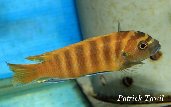 Pseudotropheus zebra gold Kawanga