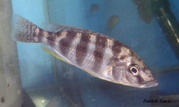 Placidochromis johnstoni