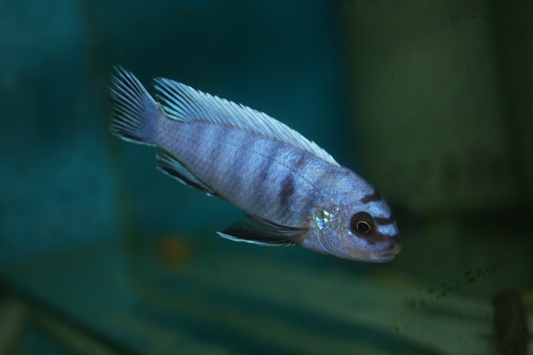 Pseudotropheus perspicax Ngehe