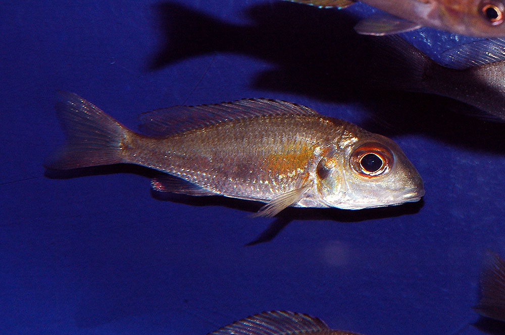 Callochromis macrops red Zambie