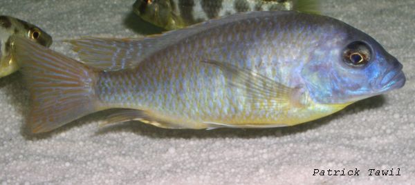 Naevochromis chrysogaster