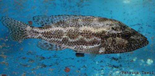 Nimbochromis polystigma