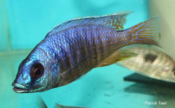 Otopharynx sp big spot
