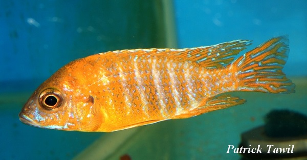 Aulonocara chidunga