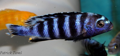 Pseudotropheus saulosi