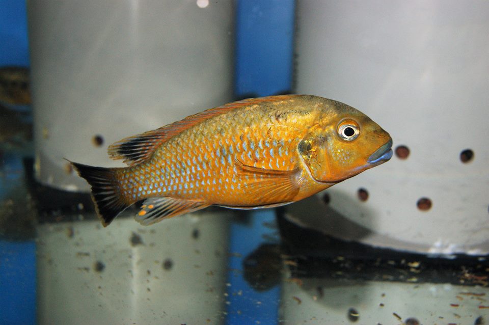 Pseudotropheus williamsi north