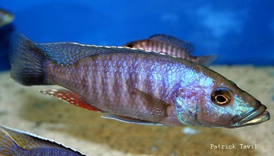 Stigmatochromis modestus