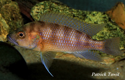 Ctenochromis ( Trematochromis ) benthicola