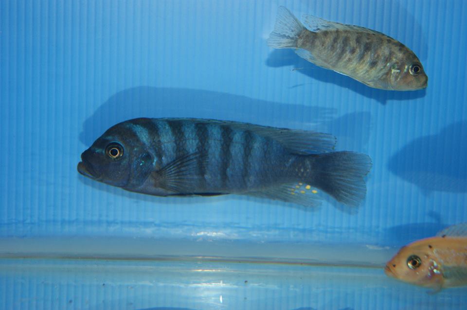 Pseudotropheus fainzilberi Tumbi