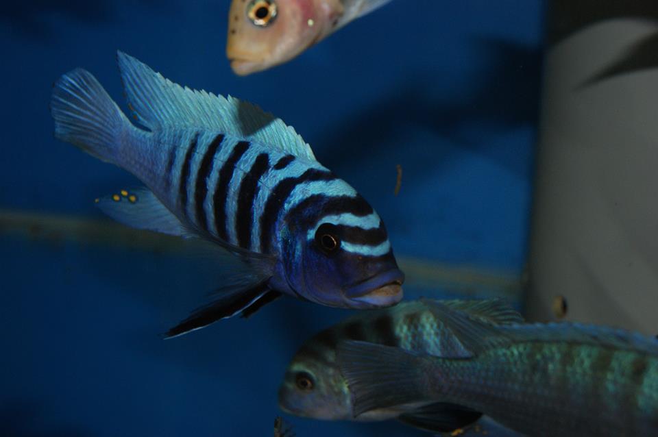 Pseudotropheus fainzilberi Tumbi