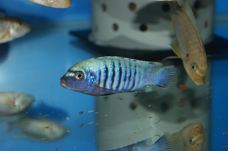 Pseudotropheus msobo Tumbi