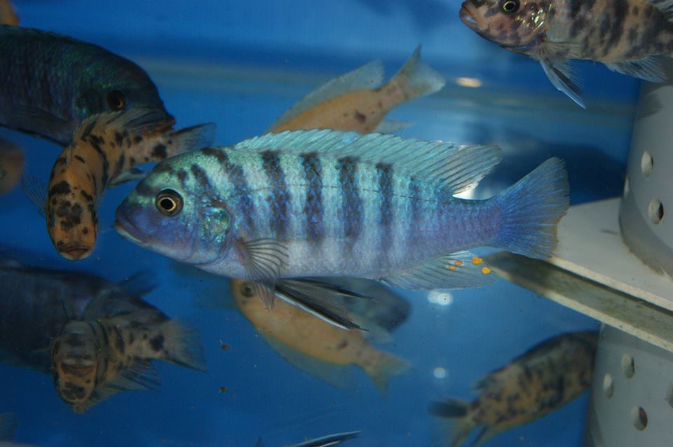 Pseudotropheus zebra Luhuchi