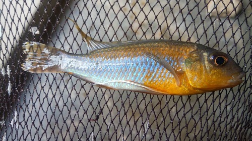 Gephyrochromis moorii Itungi