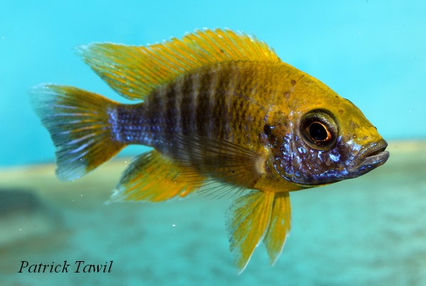 Aulonocara mamelela