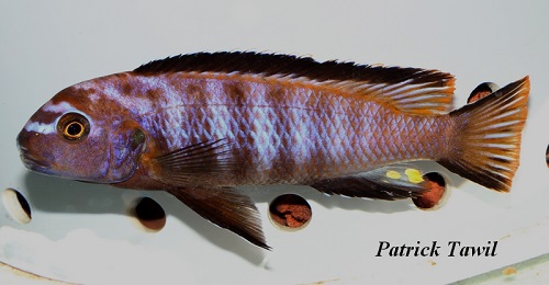 Tropheops elongatus Chizumulu