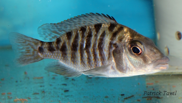 Protomelas ornatus Chilumba