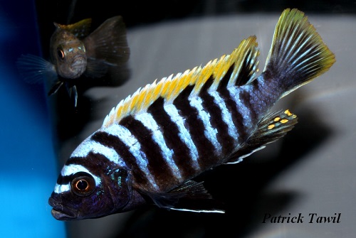 Cynotilapia zebroides Puulu