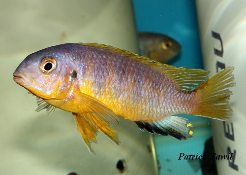 Tropheops aurora Higga reef