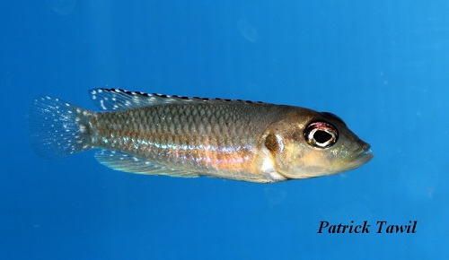Neolamprologus ocellatus