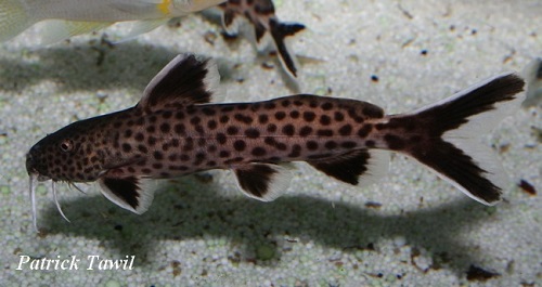 Synodontis petricola