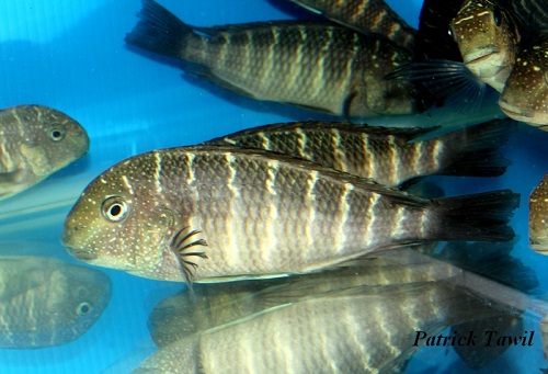 Tropheus sp.murago Wapembe