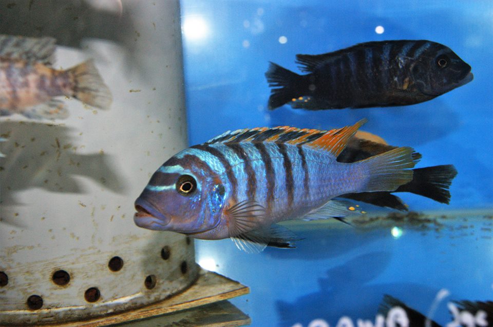 Pseudotropheus fainzilberi Mbawa