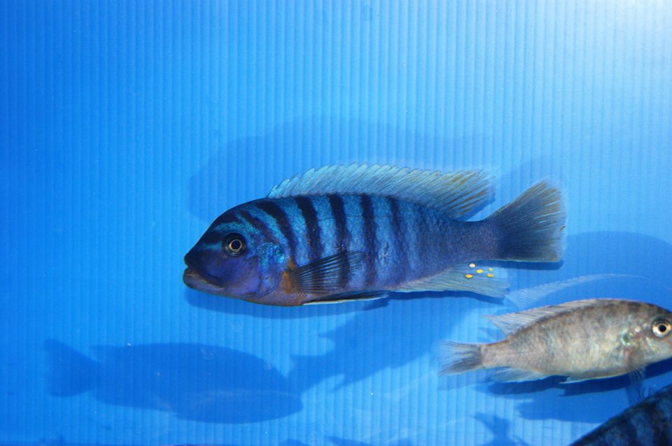 Pseudotropheus fainzilberi Ngwazi