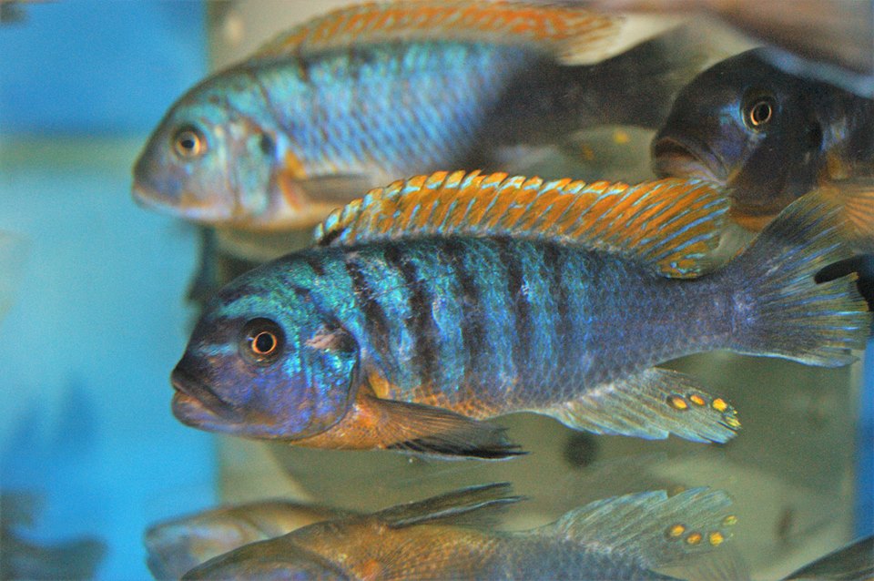 Pseudotropheus fainzilberi Ndumbi