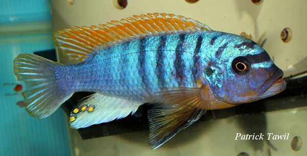 Pseudotropheus fainzilberi Ndumbi
