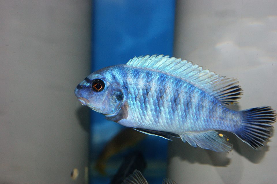 Labeotropheus fuelleborni Cove Mountain