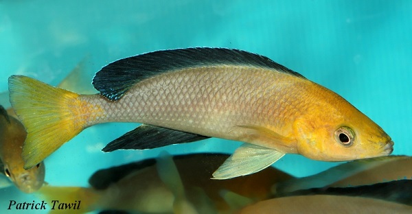 Cyprichromis leptosoma jumbo Utinta