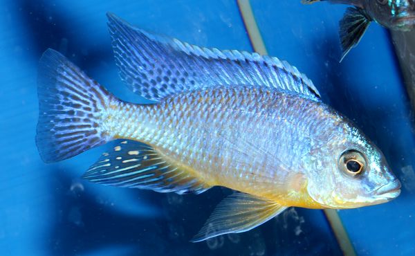 Protomelas steveni eastern