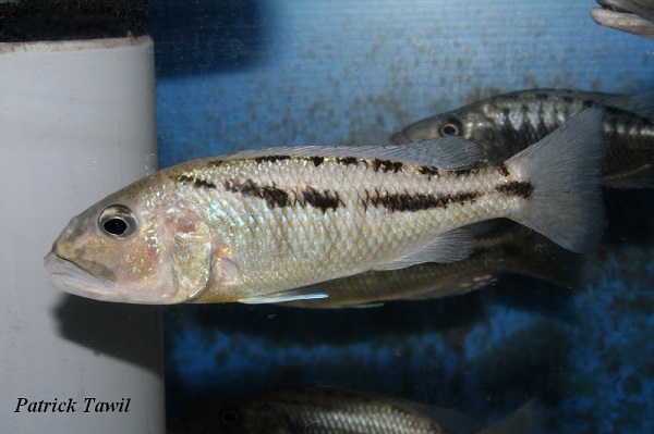 Aristochromis christyi