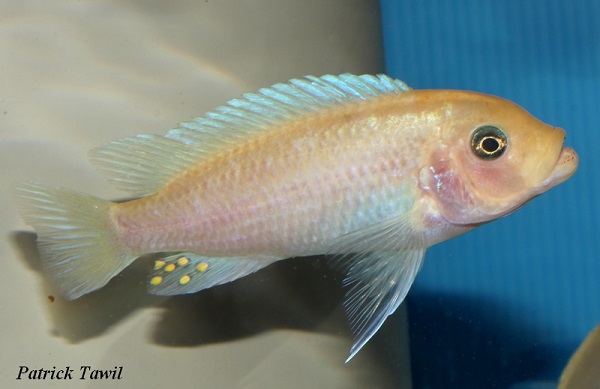 Pseudotropheus callainos Charo