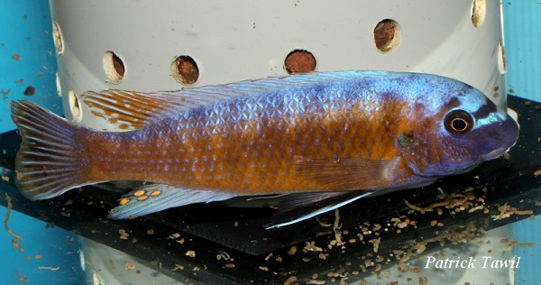 Labeotropheus trewavasae Makhanka