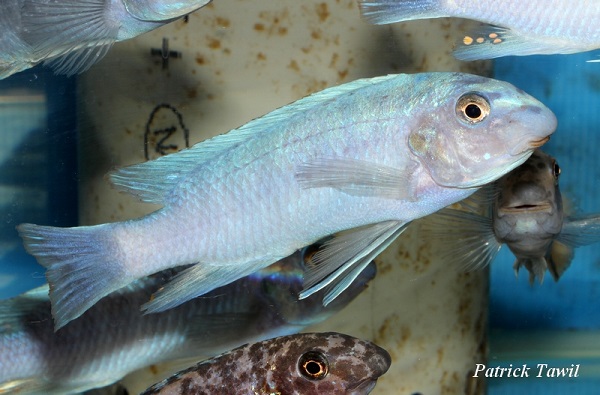 Labeotropheus trewavasae Mara