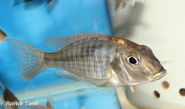 Lethrinops Senga bay
