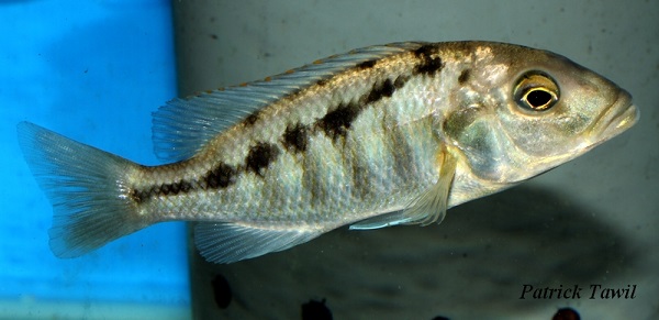 Buccochromis heterotaenia