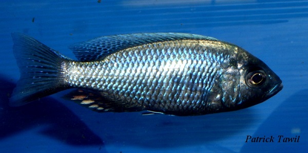 Copadichromis chrysonotus